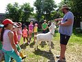 Ekoprogram Ovčí farma Zašovice - 22.6.2017