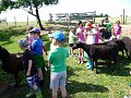 Ekoprogram Ovčí farma Zašovice - 22.6.2017